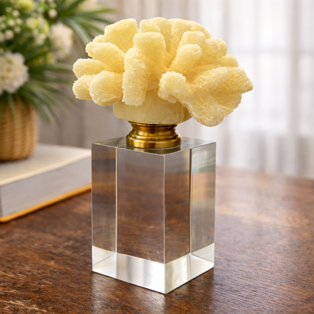 שונית אלמוגים על מעמד מקריסטל